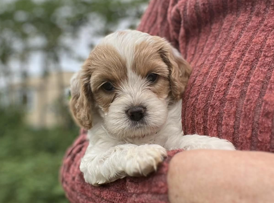 Hawaii Island Cavapoos
